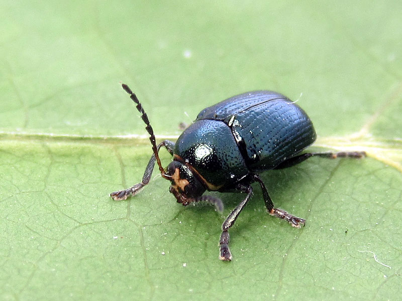 Cryptocephalus con fronte gialla: maschio di C. janthinus